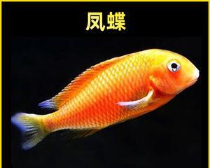 单斑蝴蝶鱼的养殖之道（打造温馨宠物之家，以单斑蝴蝶鱼为主）