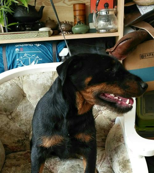 德国猎梗饲养全指南（以宠物为主的犬种饲养方法详解）