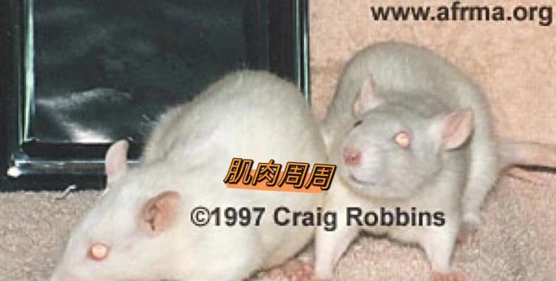 如何养护可爱的香鼠？（以宠物为主，详细介绍香鼠的饲养方法）