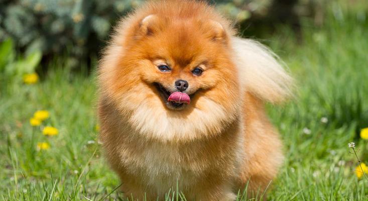 美系博美犬的饲养方法（打造健康、快乐的犬宠生活）