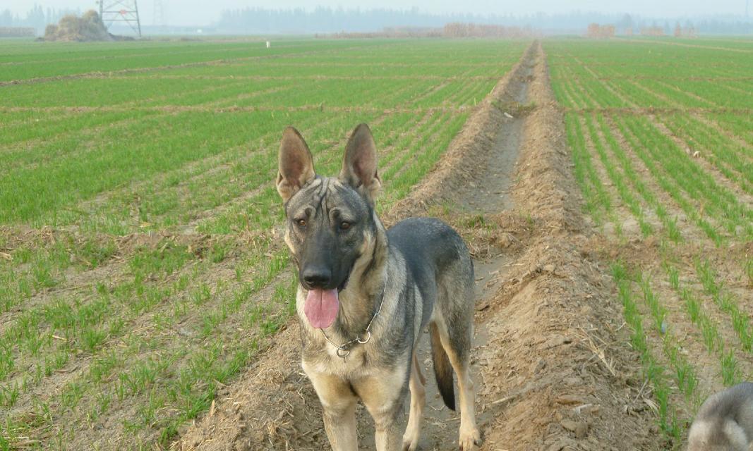 以狼青犬为宠物的饲养方法（让你的狼青犬健康成长，成为你的忠实伴侣）