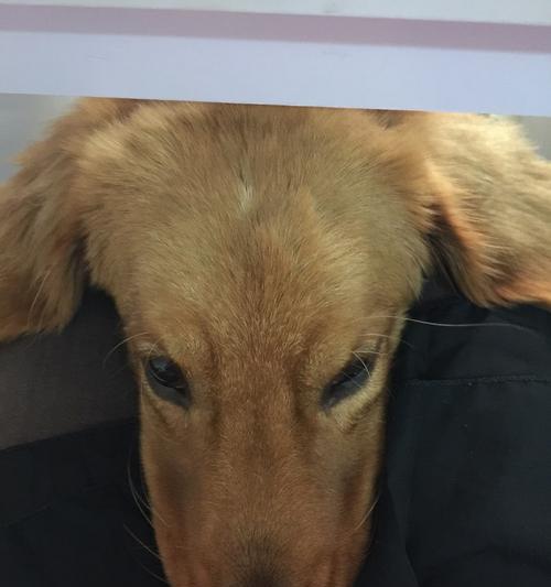 如何处理宠物狗狗鼻涕问题（有效清理宠物鼻涕的方法和注意事项）