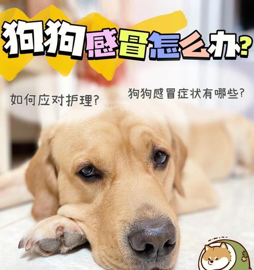 11岁宠物狗狗咳嗽流鼻涕怎么办？（宠物狗狗感冒的预防和治疗方法）