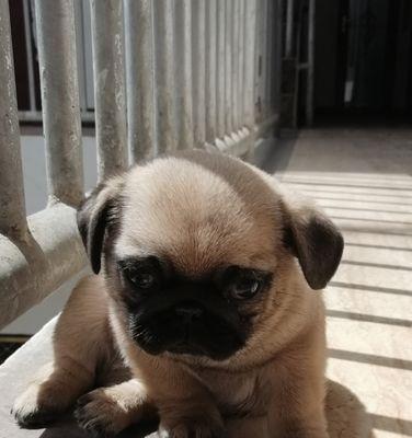 八哥犬的营养需求（除了狗粮，还需要哪些食物来满足营养需求？）