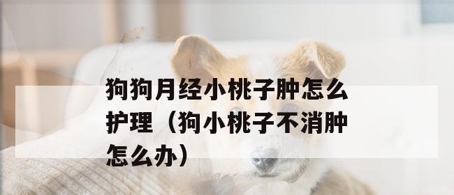 狗狗为何不来月经？如何处理？（了解狗狗月经周期、常见的月经问题及处理方法）