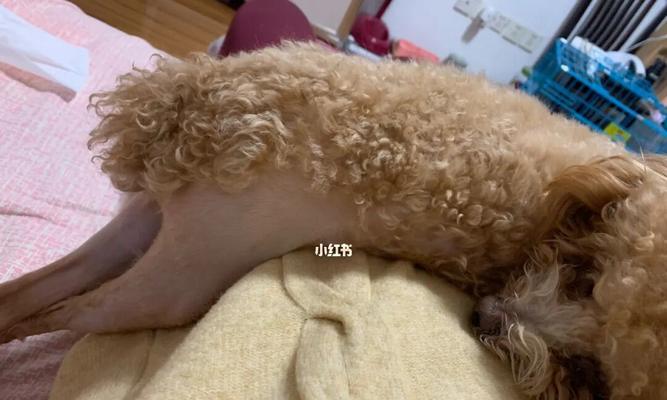 狗狗髌骨脱位的治疗全攻略（药物治疗狗狗髌骨脱位多久能止痛）