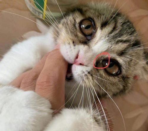 小猫流眼泪，是什么原因？（揭秘宠物流泪的真相，怎么做才好？）