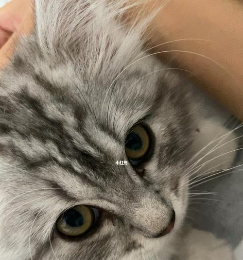 探秘猫咪呼噜声的奥秘（听听你的宠物猫咪在说什么）