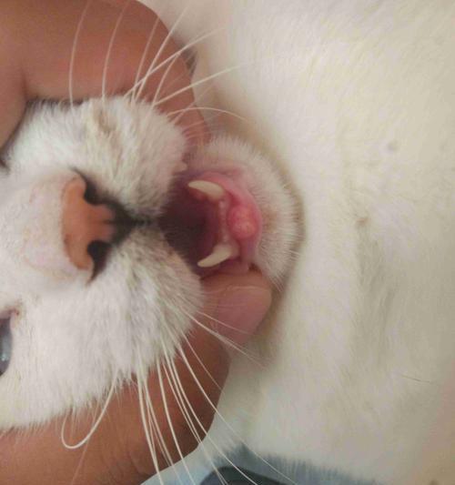 猫咪眼睛出问题怎么办？（以猫眼睛出来了怎么办吃什么药好？）