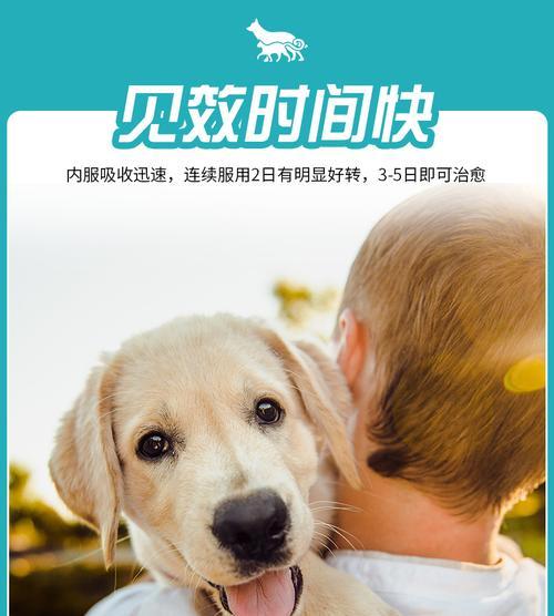 猫打喷嚏不流鼻涕怎么办？（解决猫咪打喷嚏的方法及药物选择）