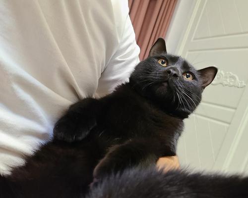 猫咪鼻子黑色的秘密（揭开猫咪鼻子颜色之谜，让你更了解它们）