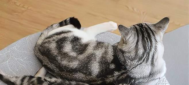 猫咪惊吓躲藏全攻略（宠物的情绪掌控，让猫咪开心无忧）