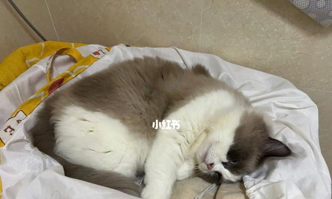 猫咪为什么睡觉会发出呼吸声？（探究猫咪睡眠的奥秘，从呼吸声找到答案）