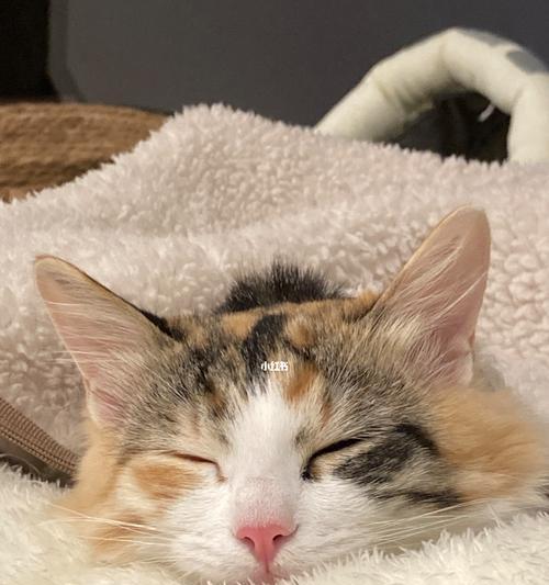 深夜为何猫咪会小声叫？（探究猫咪深夜小声叫的原因以及应对方法）
