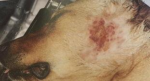 小狗生病了，这些症状必须注意！（小狗病了，这些征兆一定要及时诊治！）