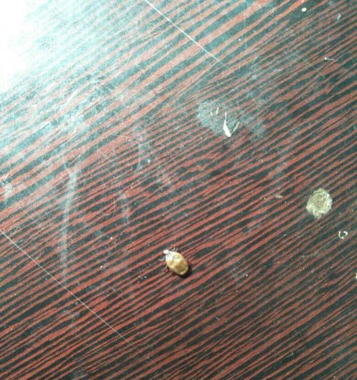 小狗身上寄生虫，让宠物生活更健康（揭开小狗身上寄生虫的真相，如何防范和治疗）