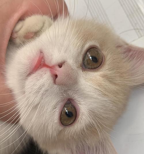 小猫眼泪过多？原来是这个原因！（揭秘眼屎增多的真相，让宠物健康更美好）
