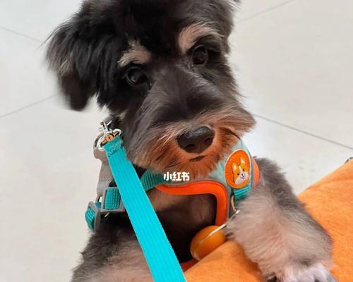 雪纳瑞幼犬三个月狗粮的喂养方法（养犬初学者必备，让你的宠物成长健康）