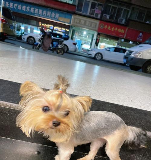 约克夏狗狗自掉牙，你需要知道的事情（宠物主人必读，了解约克夏狗狗的换牙过程）