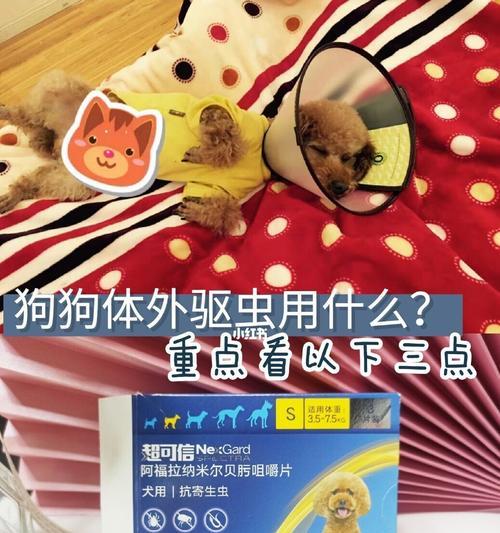 小狗狗体外驱虫过量会中毒吗？——解析宠物驱虫问题