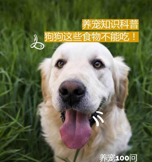 狗狗能不能吃生大蒜？探究大蒜对狗狗的影响（了解狗狗的食品安全，为宠物健康保驾护航）