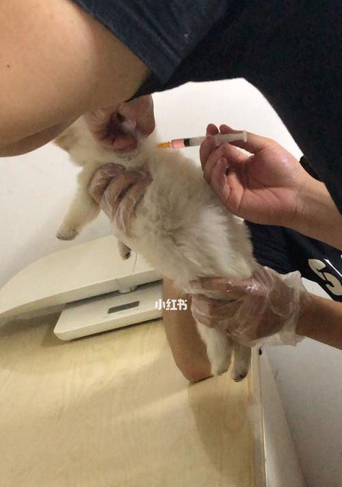 狗狗打疫苗，一定要打吗？
