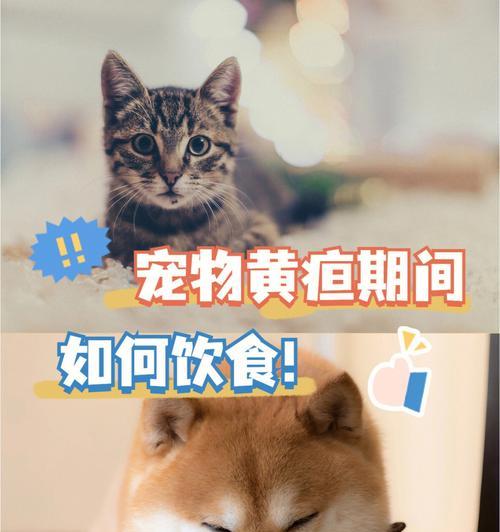 狗狗黄疸的症状、治疗和预防（以宠物为主，了解狗狗黄疸的危害及应对方法）
