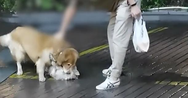 如何让狗狗乖乖牵着绳子走？
