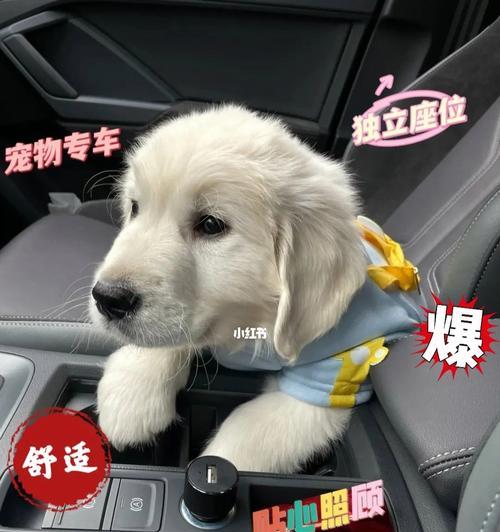掌握狗狗托运查询，宠物旅行更轻松（狗狗托运查询订单详解，避免担心与麻烦）