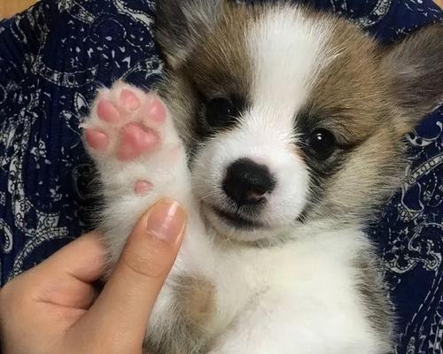 为什么狗狗擦脚要凶？（以宠物为主，教你正确擦脚方法，）