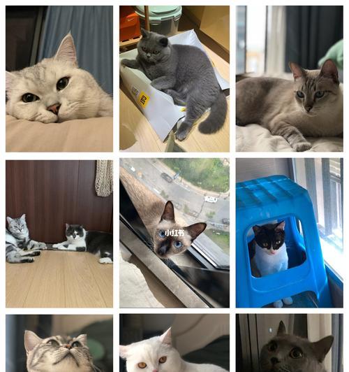 海珠猫咪寄养，猫咪会想主人吗？（探究猫咪寄养时的情感变化与应对方式，以及主人的影响。）