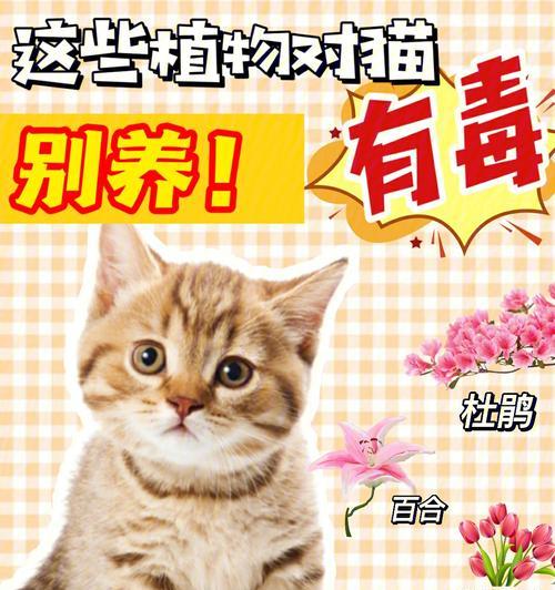 治疗中毒花猫咪的费用及必要措施（宠物安全与健康的必需品——中毒治疗费用）