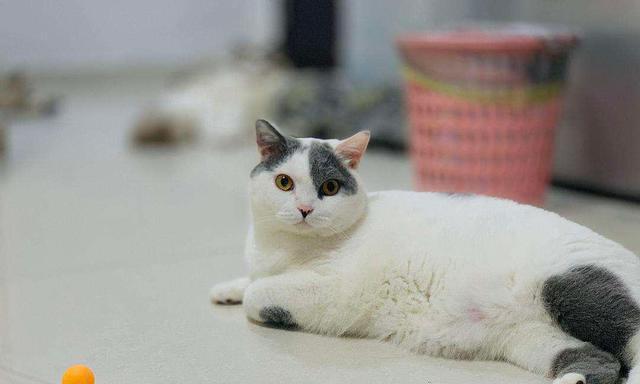 揭秘猫身上的白色物质，不是毛球而是……（宠物主人必看，这是你需要了解的关于猫的健康问题）