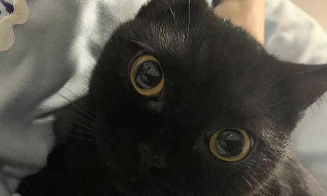猫的黑色牙龈（了解宠物口腔健康，避免疾病侵袭）