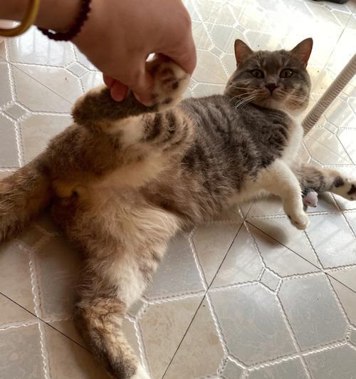 猫尿油（揭开猫尿变油神秘面纱，如何避免及处理猫尿油污染）