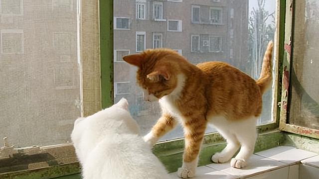 猫咪背弓着的秘密（揭秘猫咪背弓着、竖尾巴的真相，让你更了解你的爱宠）