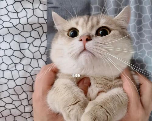 为什么猫咪不愿意让人抱？（探究猫咪不喜欢被抱的原因和解决方法）