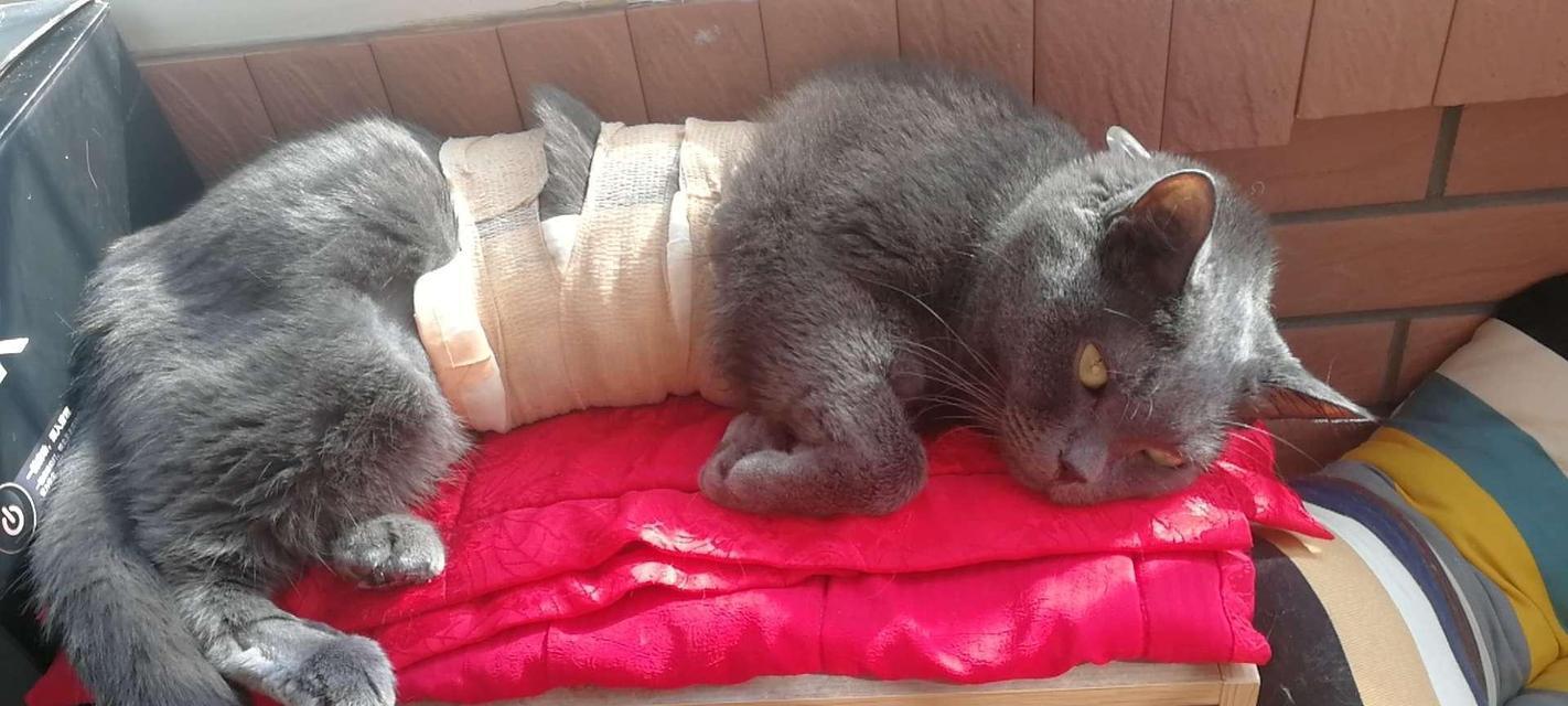 猫咪淋巴瘤的传染性及预防（宠物猫咪淋巴瘤的症状与治疗）