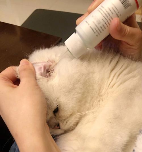 探讨猫咪刺激排卵的时间及方法（以宠物为主，帮助主人更好地了解猫咪的生理周期）