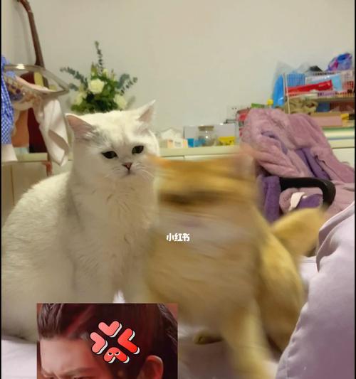 揭秘猫咪抖身体的秘密（猫咪抖身体什么意思？为什么会抖？如何识别？）