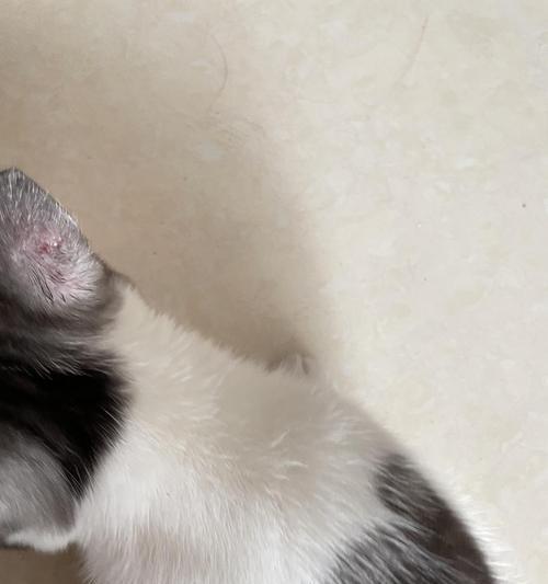 猫藓症状之耳朵长啥样（探秘猫咪耳朵的奥秘——从外形到病症一览无余）