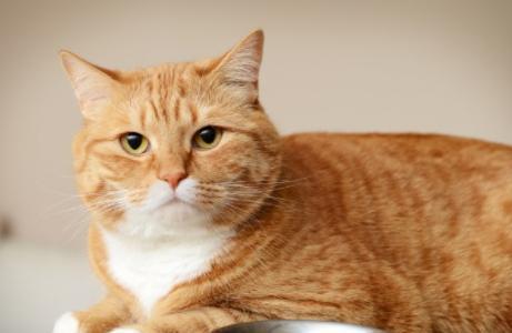 如何让肥胖的猫咪恢复健康？（猫咪肥胖等级、减肥方法、健康饮食、适量运动）