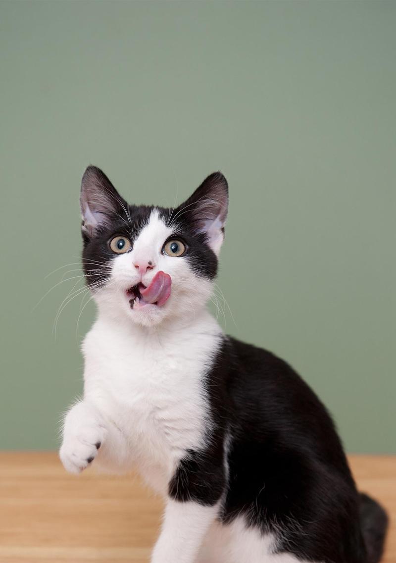 猫咪粪便偏软，黄软为主，如何处理？（宠物健康需关注，如何掌握猫咪粪便状态？——猫咪粪便检测指南）