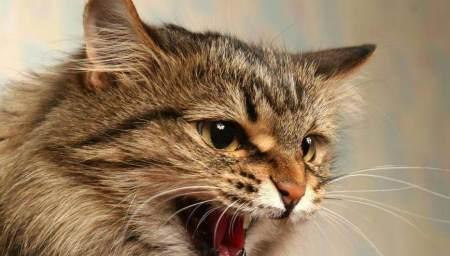 猫咪甲亢——甲亢可以养猫咪吗？（宠物猫患上甲亢症状该如何应对？）