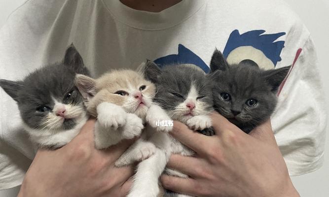 如何达到猫咪领养条件（宠物爱好者必看，15条猫咪领养条件让你成为负责任的主人）