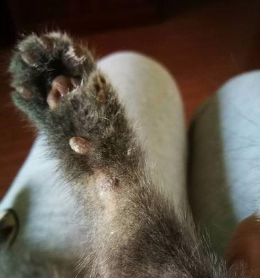 猫咪长猫癣了怎么办？（复发了该怎么预防？以宠物为主，帮你轻松解决猫咪的烦恼）