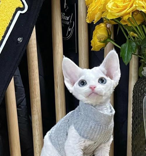如何应对猫咪毛稀少问题——细节决定宠物美感