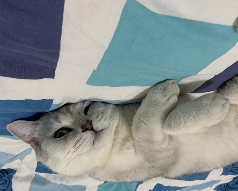 猫咪排尿抖动，多久不排尿才算是异常？（探讨猫咪排尿习惯与相关疾病，了解如何帮助猫咪维持健康。）