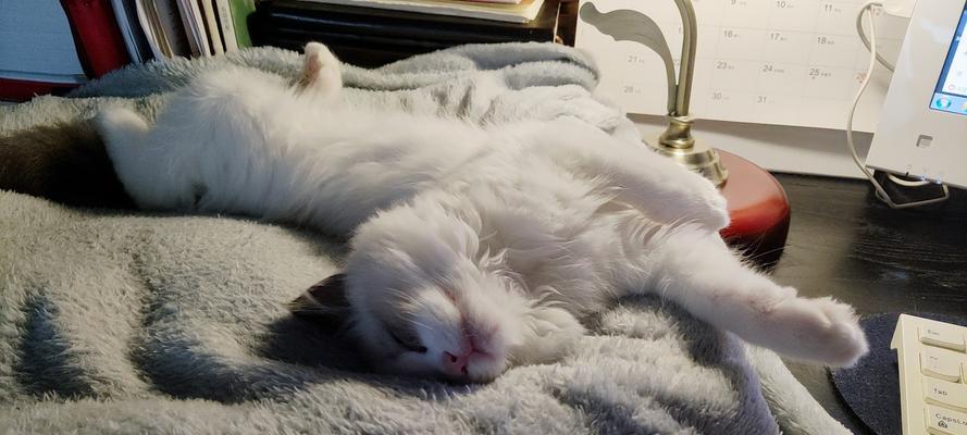 猫咪三天不动，猫咪饿三天会怎么样？（探究猫咪饥饿对身体的影响及救援方法）
