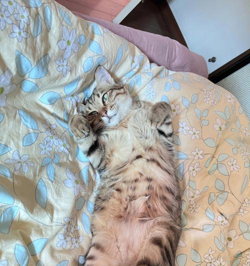 宠物猫咪的正确抱姿势（以猫咪躺着的姿势为主，抱姿势科学合理）